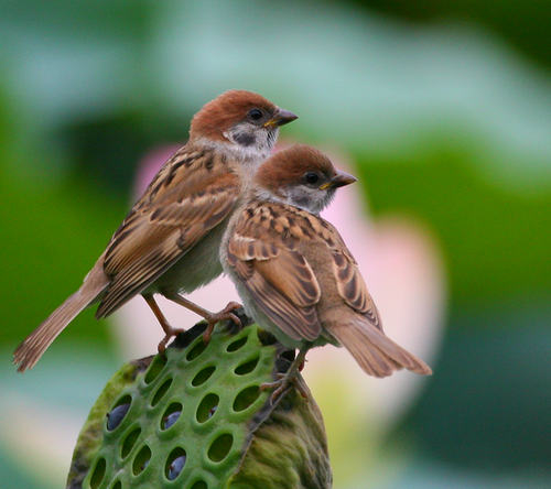 情雀相依3-刘培恩摄影 - 副本.png